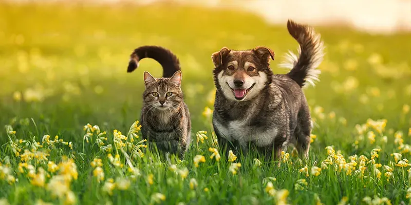 animalerie-en-ligne-v2