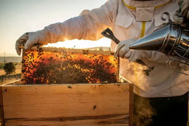Matériel apiculture et ruche près de Marcilly-le-Châtel